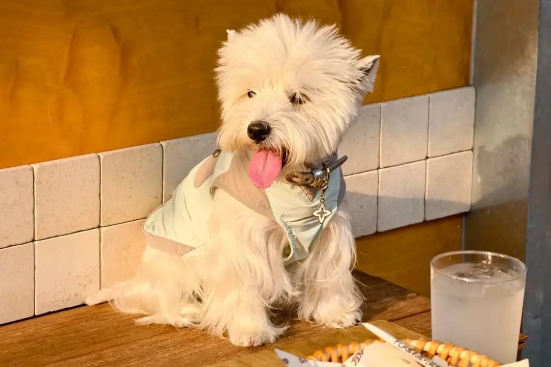 Do Dogs Need Clothes? A Guide to Small Dog Clothing Unfenced