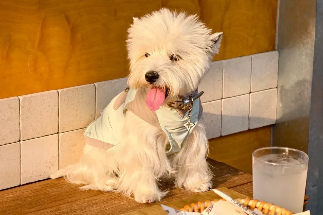 Do Dogs Need Clothes? A Guide to Small Dog Clothing