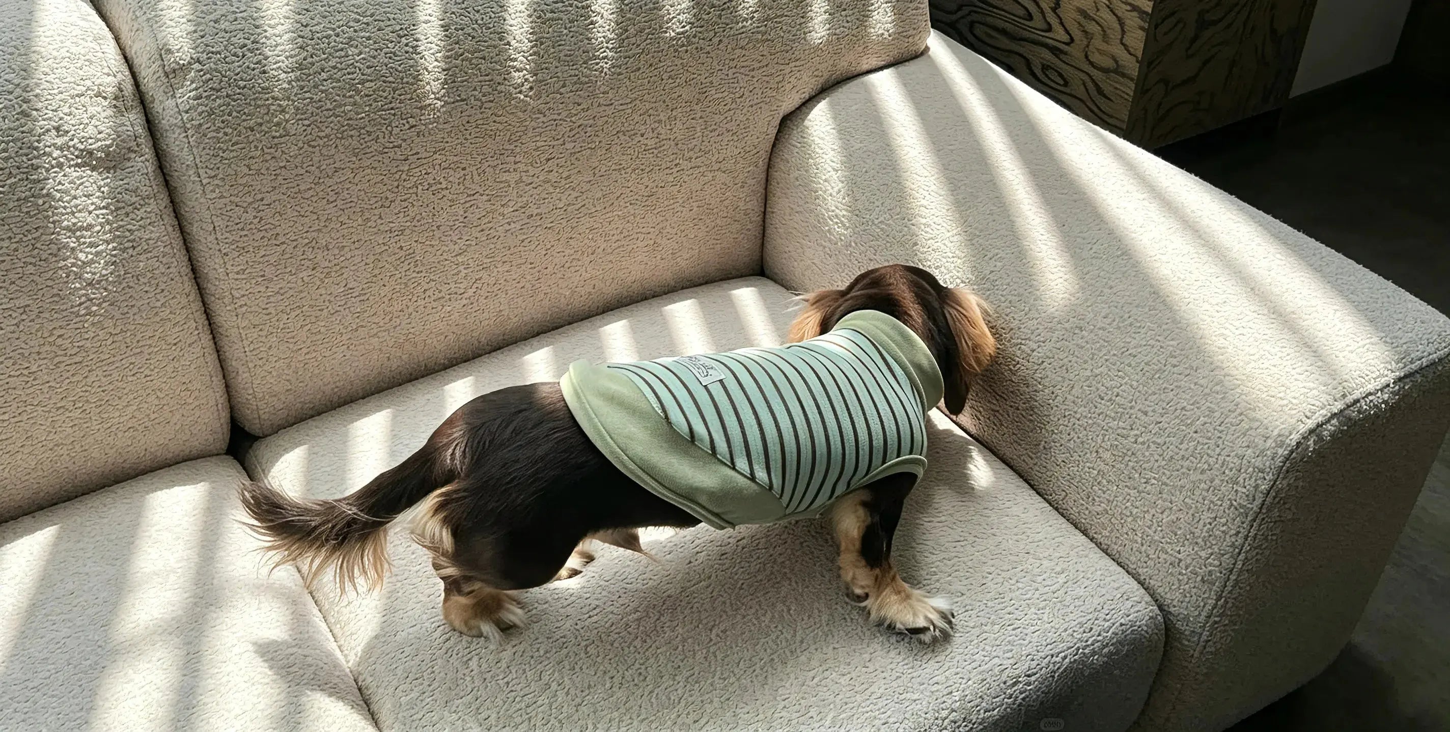 Dog Onesie Shopping Guide: Find the Right Fit Unfenced