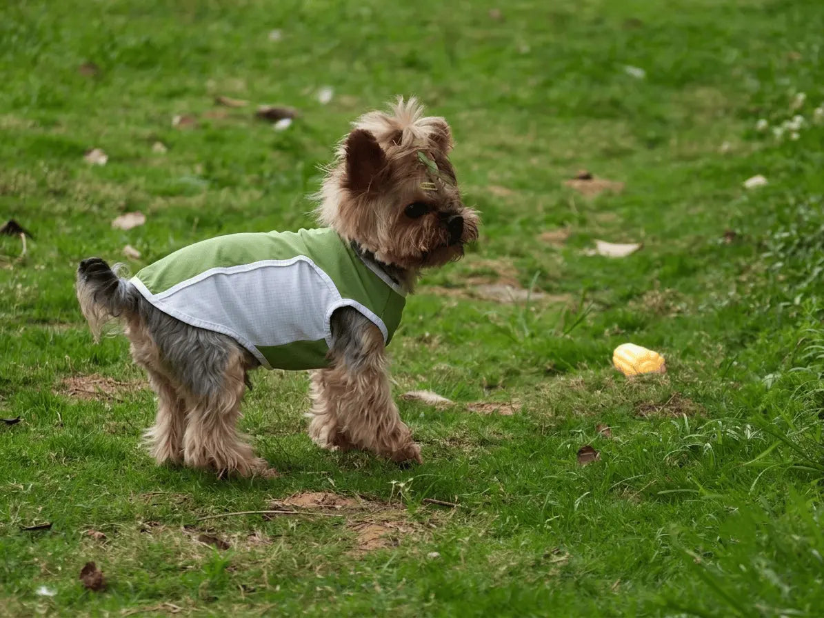 Dog Clothes Guide: Should Dogs Wear Clothes? Unfenced