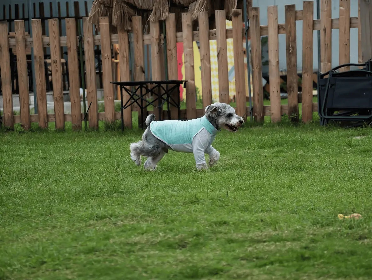 How To Protect Dogs From Summer Sun Unfenced