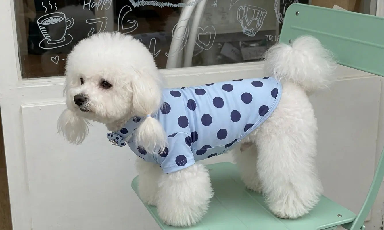 Dog Shirt Guide: Fit, Comfort, and Weather Tips