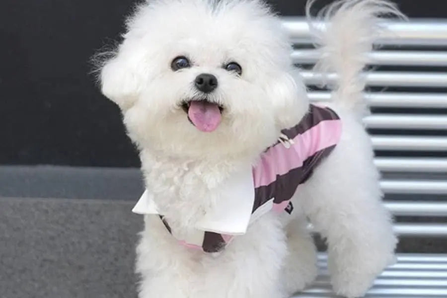 How to Choose Clothes for Small Dogs: A Comfort-First Guide Unfenced