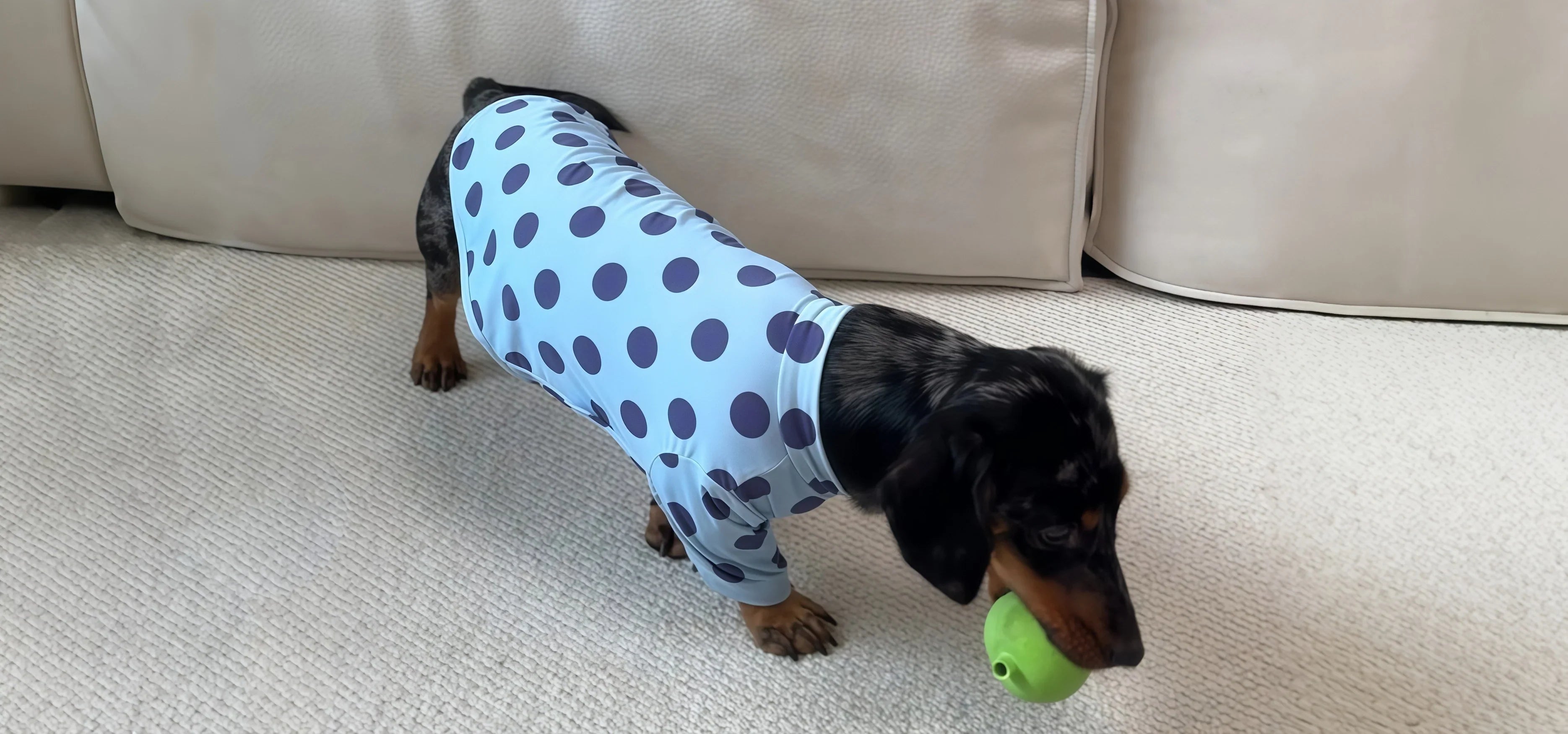 Dressing Dogs For Comfort, Not Attention