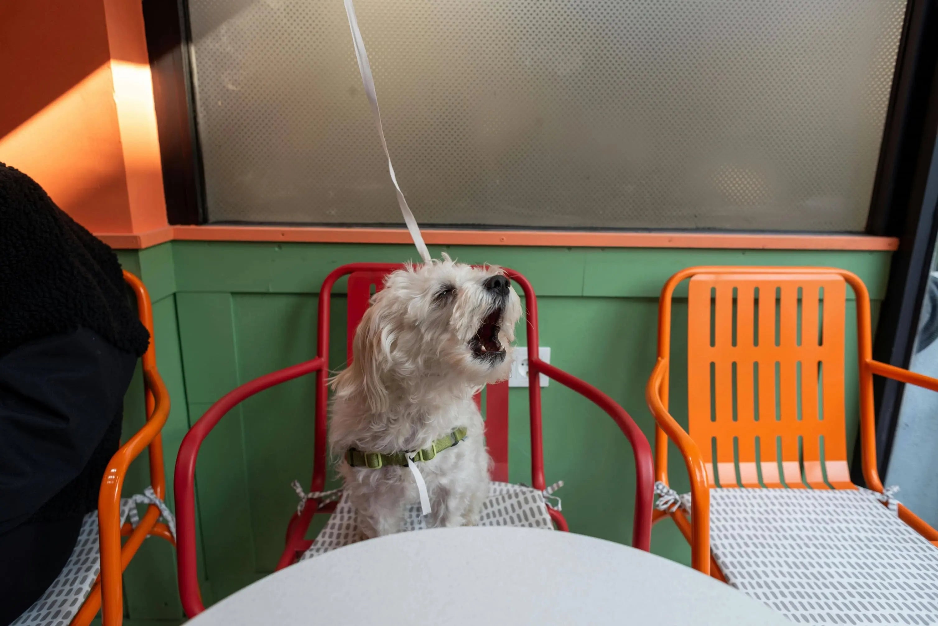 Why Breathable Dog Clothes Matter for Everyday Comfort Unfenced