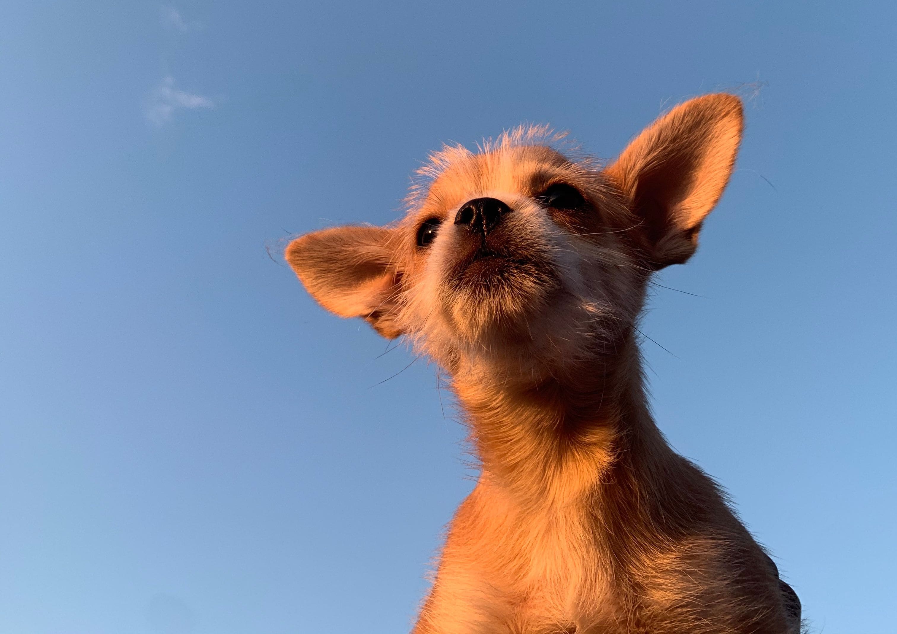 A Guide to Walking Small Dogs in Summer