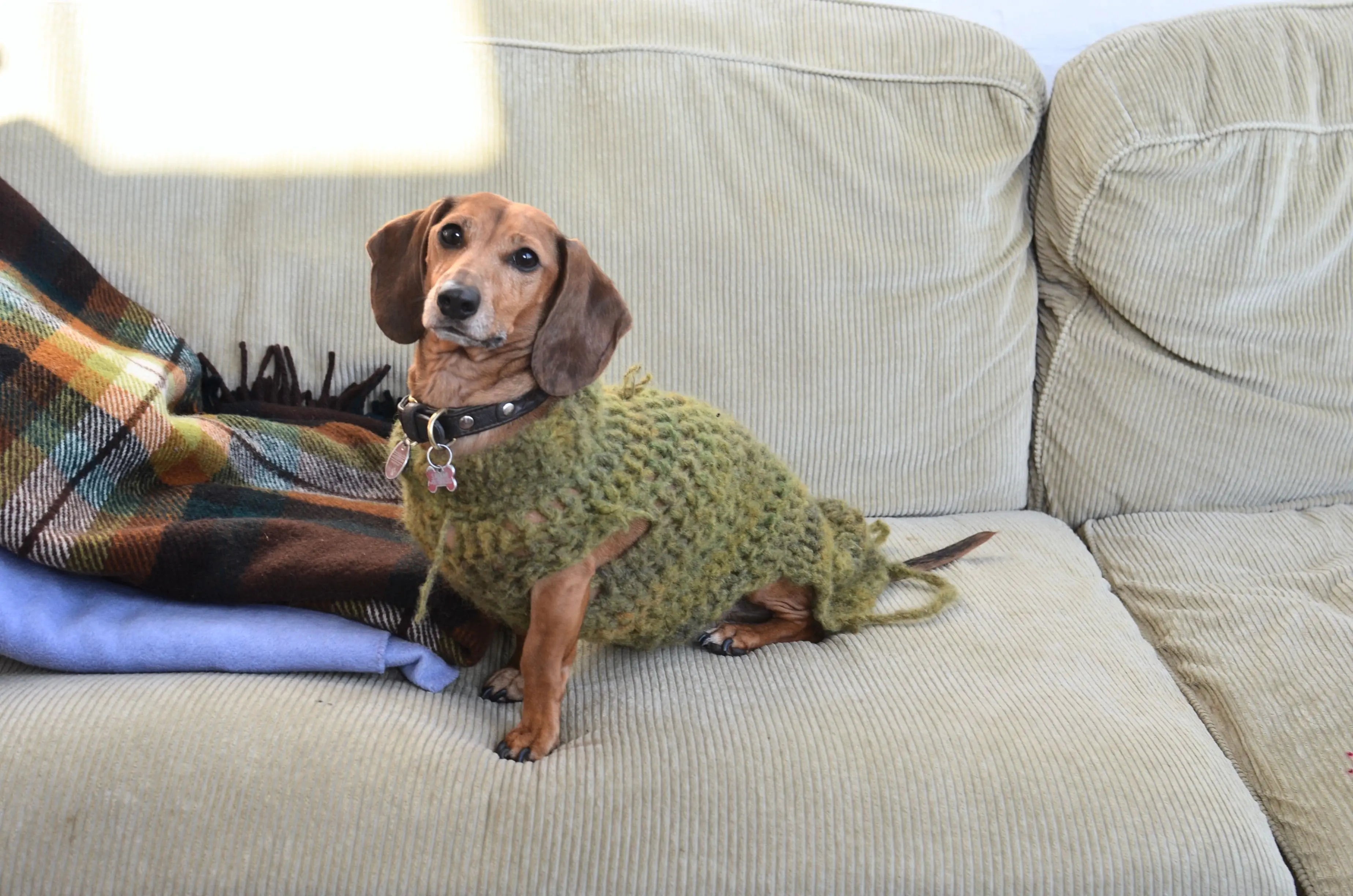 Dog Sweater Shopping Guide: Cute Picks and Fit Tips Unfenced