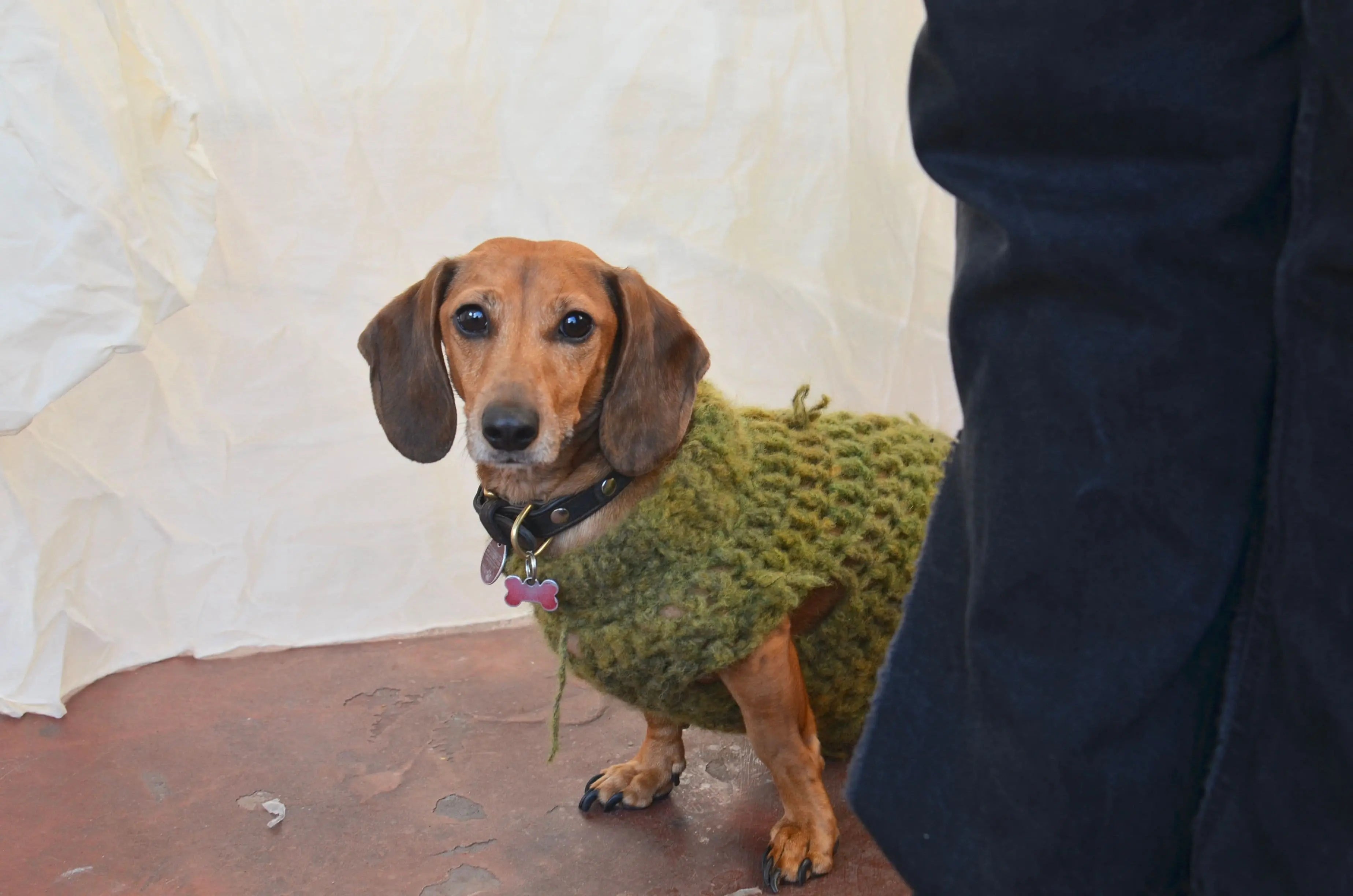 Signs Your Dog Is Too Cold: What to Look For - Unfenced