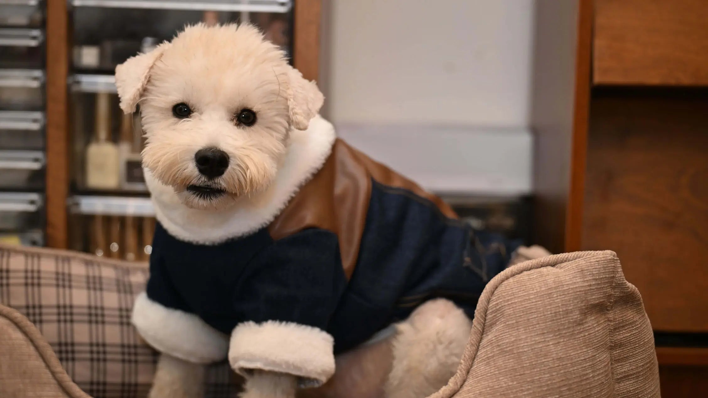 How Often Should Dogs Wear Clothes? A Simple Everyday Guide Unfenced