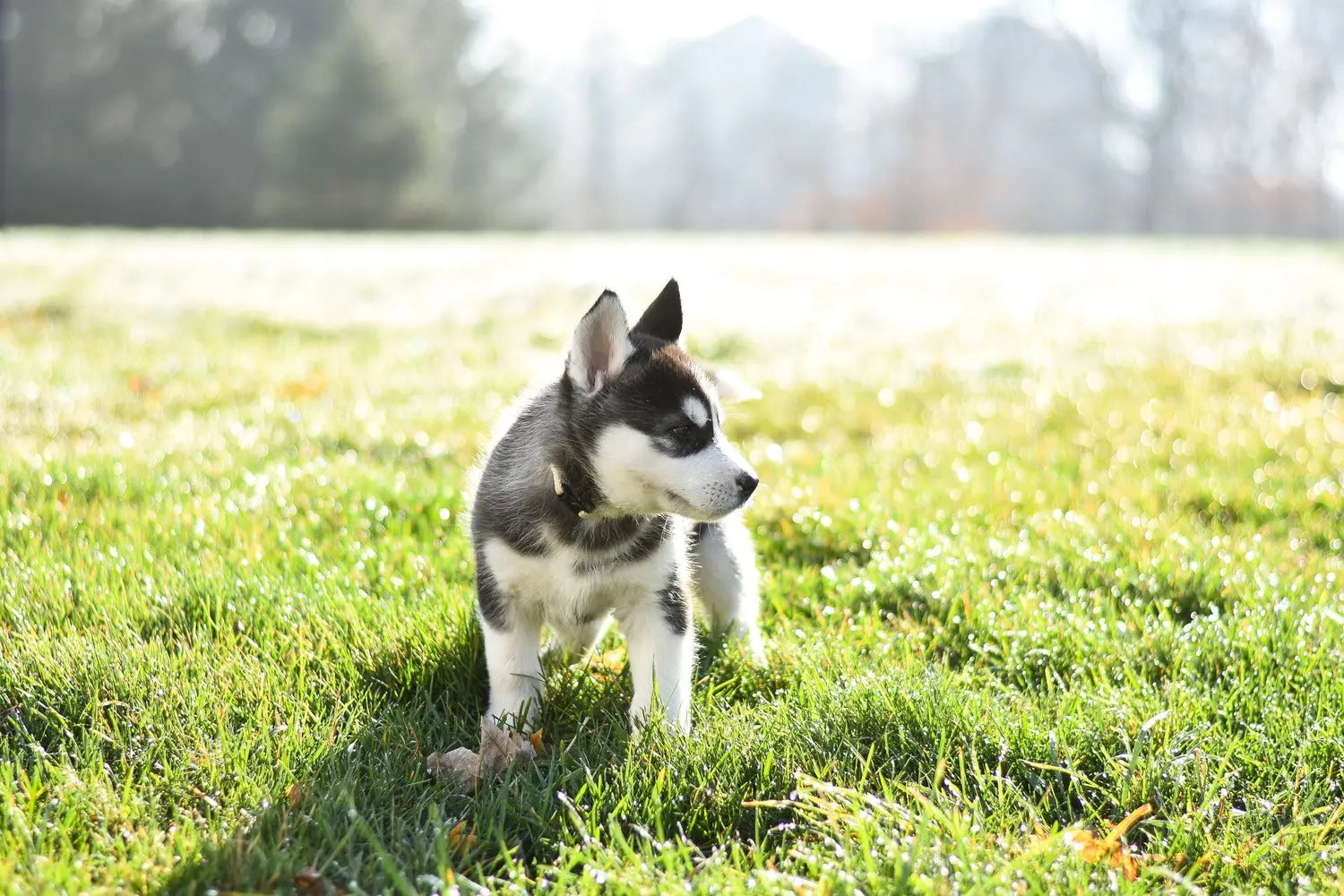 Summer Clothes for Small Dogs: Comfort First, Always - Unfenced